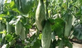 吃瓜安徽第一网红,揭秘吃瓜安徽第一网红的爆红之路